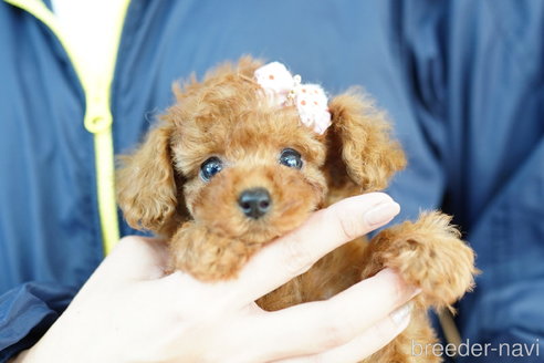 成約済の埼玉県のトイプードル-264322の5枚目