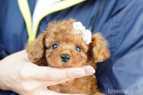 成約済の埼玉県のトイプードル-264322の4枚目