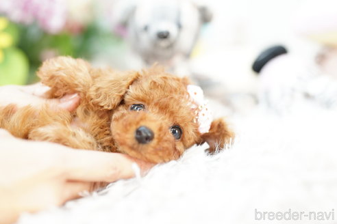 成約済の埼玉県のトイプードル-264322の3枚目