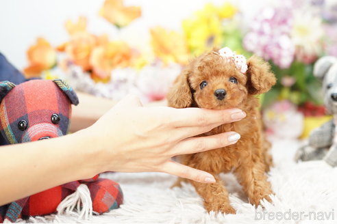 成約済の埼玉県のトイプードル-264322の2枚目