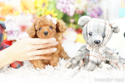 成約済の埼玉県のトイプードル-264322の1枚目