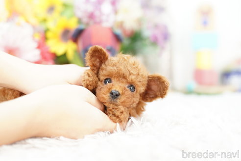 成約済の埼玉県のトイプードル-264327の2枚目