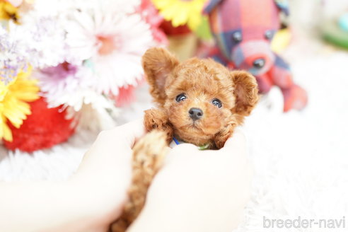 成約済の埼玉県のトイプードル-264329の4枚目