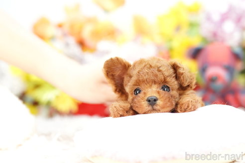 成約済の埼玉県のトイプードル-264329の3枚目