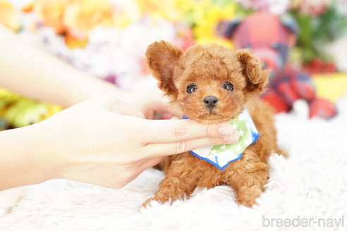 成約済の埼玉県のトイプードル-264329の2枚目