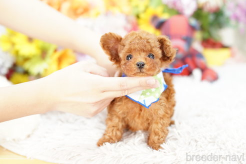 成約済の埼玉県のトイプードル-264329の1枚目