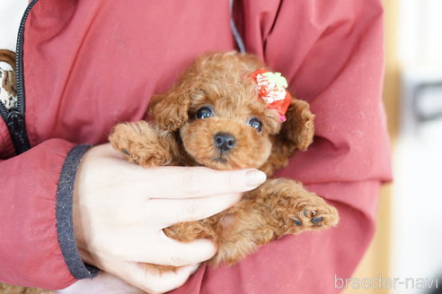 成約済の埼玉県のトイプードル-264331の3枚目