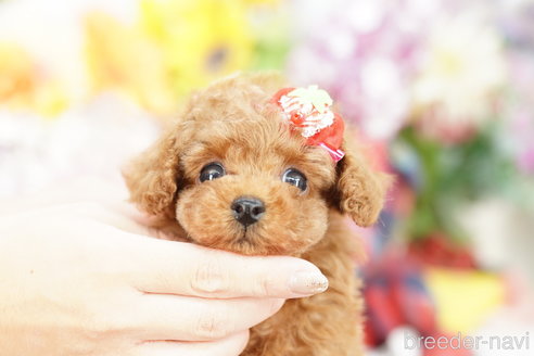 成約済の埼玉県のトイプードル-264331の1枚目