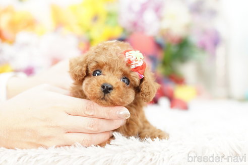 成約済の埼玉県のトイプードル-264331の2枚目