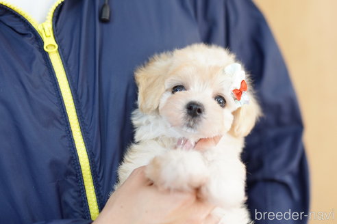 成約済の埼玉県のマルプー:マルチーズ×トイプードル-264338の4枚目