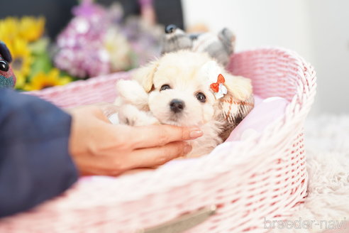 成約済の埼玉県のマルプー:マルチーズ×トイプードル-264338の3枚目