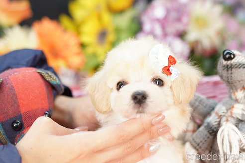 成約済の埼玉県のマルプー:マルチーズ×トイプードル-264338の2枚目