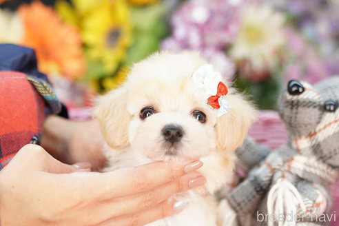 成約済の埼玉県のマルプー:マルチーズ×トイプードル-264338の1枚目