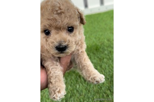 成約済の福岡県のトイプードル-264368の8枚目