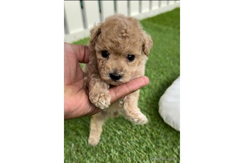 成約済の福岡県のトイプードル-264368の9枚目
