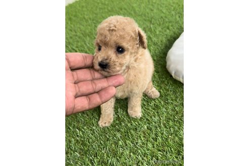 成約済の福岡県のトイプードル-264368の10枚目