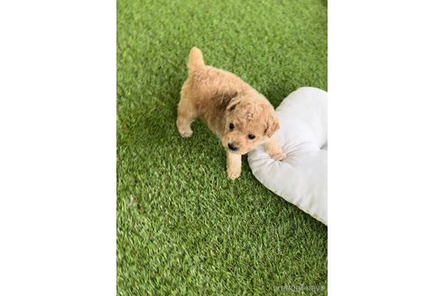 成約済の福岡県のトイプードル-264368の11枚目