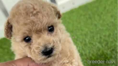 成約済の福岡県のトイプードル-264368の7枚目