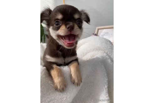 成約済の福岡県のチワワ(ロングコート)-256289の7枚目