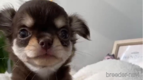 成約済の福岡県のチワワ(ロングコート)-256289の6枚目