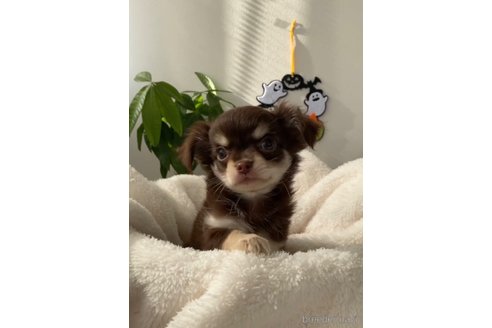 成約済の福岡県のチワワ(ロングコート)-256285の4枚目