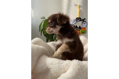 成約済の福岡県のチワワ(ロングコート)-256285の5枚目