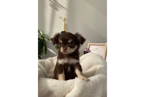 成約済の福岡県のチワワ(ロングコート)-256285の6枚目