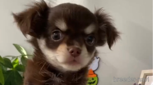 成約済の福岡県のチワワ(ロングコート)-256285の3枚目