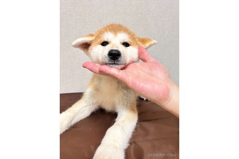 販売中の大阪府の秋田犬-264399
