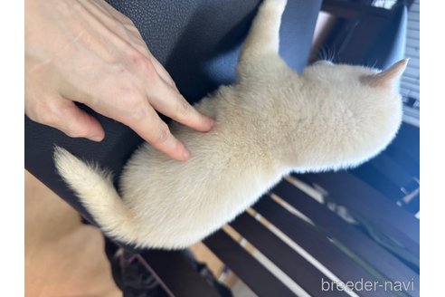 成約済の千葉県の柴犬-264456の4枚目
