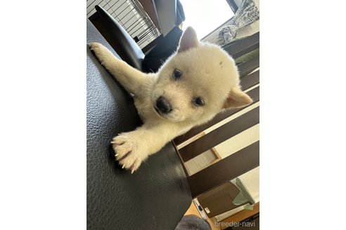 成約済の千葉県の柴犬-264456の3枚目