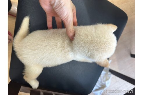 成約済の千葉県の柴犬-264456の5枚目