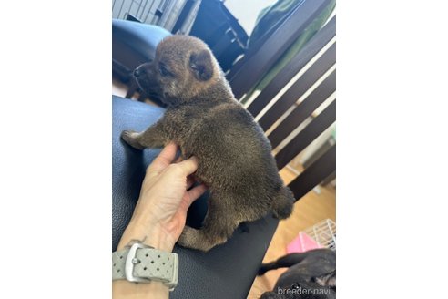 成約済の千葉県の柴犬-264462の5枚目