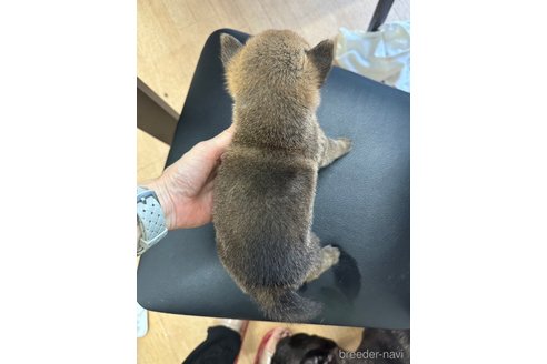 成約済の千葉県の柴犬-264462の6枚目