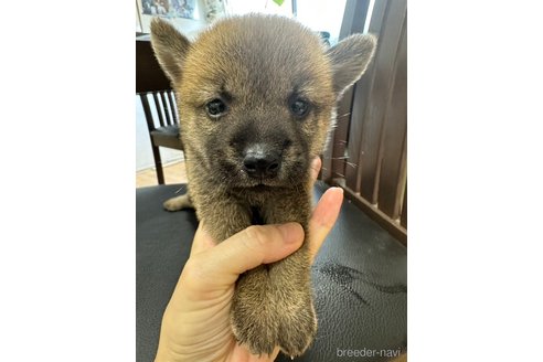 成約済の千葉県の柴犬-264462