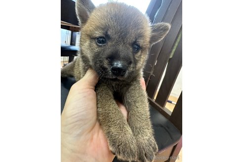 成約済の千葉県の柴犬-264462の2枚目