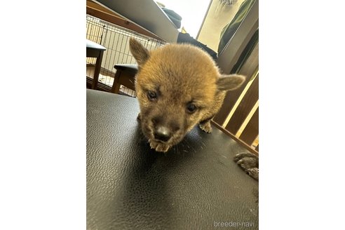 成約済の千葉県の柴犬-264462の4枚目