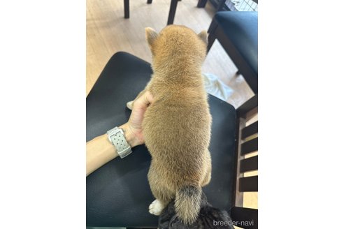 成約済の千葉県の柴犬-264464の26枚目