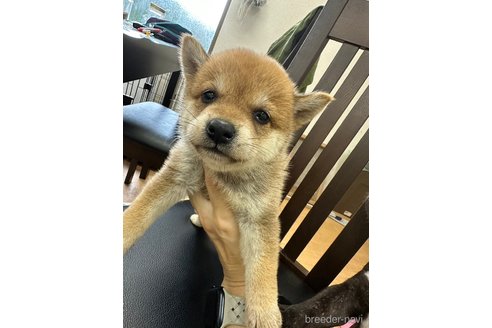 成約済の千葉県の柴犬-264464の23枚目