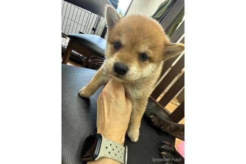 成約済の千葉県の柴犬-264464の22枚目