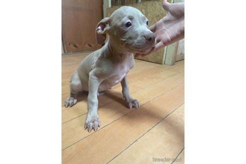 成約済の佐賀県のアメリカンピットブルテリア-262545の9枚目