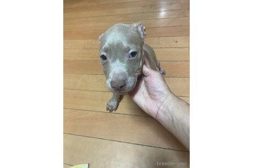 成約済の佐賀県のアメリカンピットブルテリア-262545の5枚目
