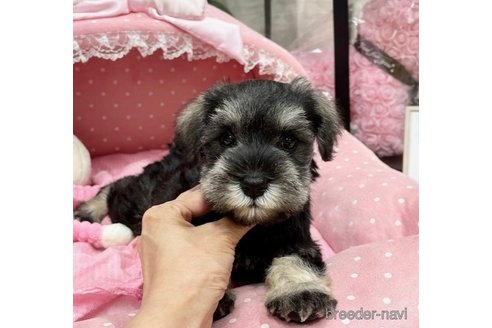 成約済の大阪府のミニチュアシュナウザー-264497の1枚目