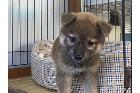 成約済の岡山県の柴犬-264525の4枚目