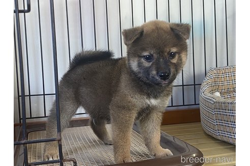 成約済の岡山県の柴犬-264525の3枚目