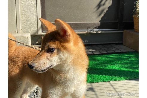 販売中の岡山県の柴犬-234720の2枚目