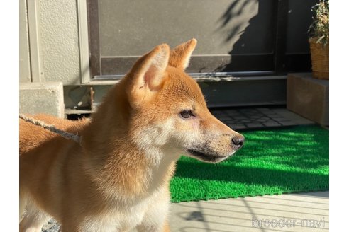 成約済の岡山県の柴犬-234720の3枚目