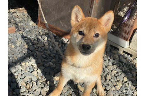 成約済の岡山県の柴犬-234720の4枚目