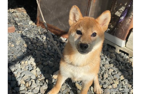 販売中の岡山県の柴犬-234720の4枚目