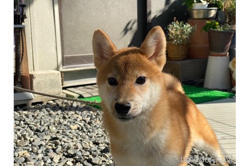 販売中の岡山県の柴犬-234720の5枚目